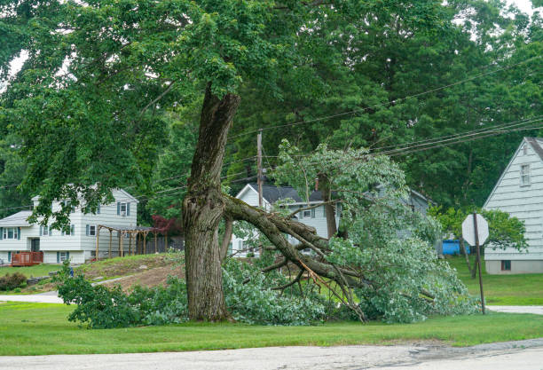 Best Tree Trimming and Pruning  in , HI